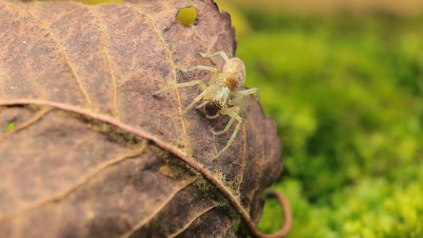 Macro Dangerous Spider on the grass, Close-Up, Araneae, Arthropods, Venom