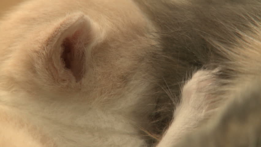 A group of kittens nursing