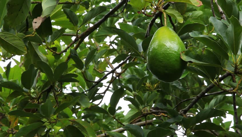 Avocados growing in Florida Orchard