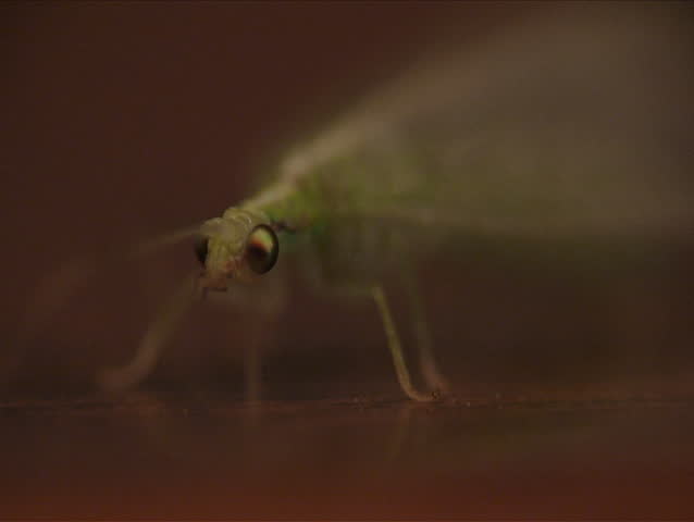 Lacewing. Close-up shot.