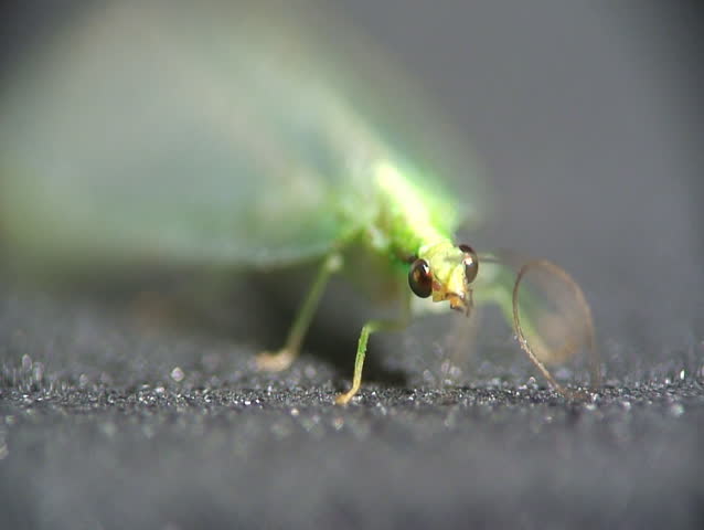 Lacewing. Close-up shot.