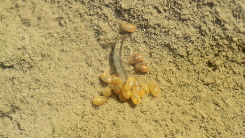 Yellow small underwater scavengers eat mosquito larvae