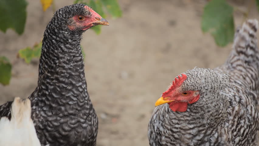 Female Chicken and Male Chicken Rooster on a Countryside Road, Outside the Farm