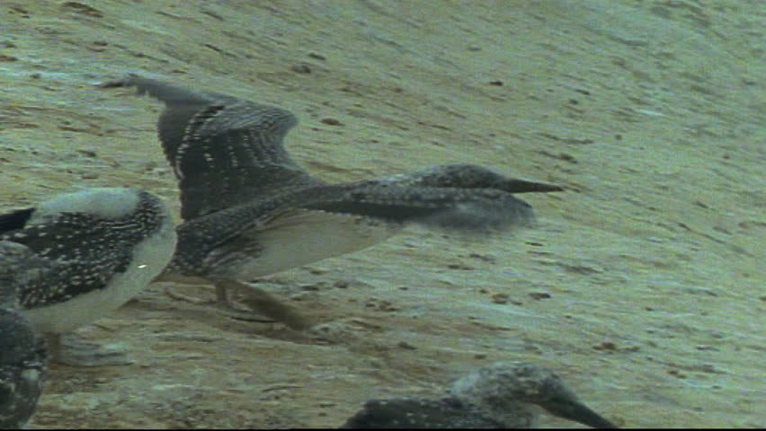 Cape pigeon