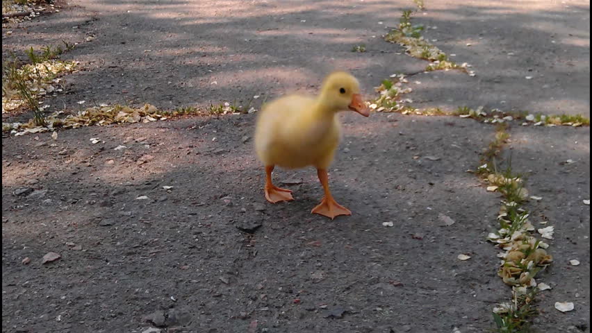 Cute domestic gosling walking outdoor