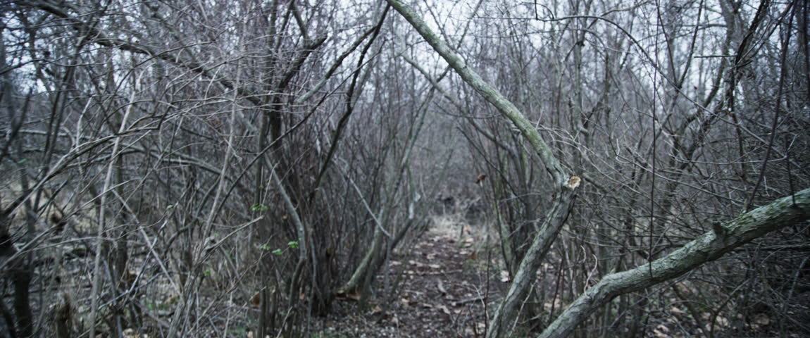Suspenseful walk on narrow trail through woods with close barren trees (Handheld) (Widescreen Aspect Ratio)