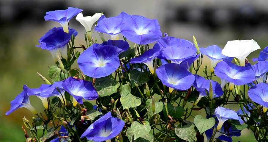 Morning glory in the wind