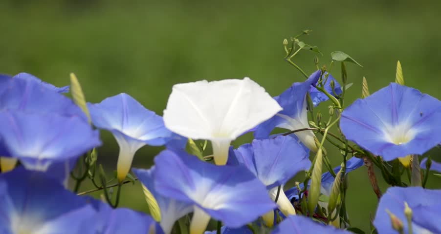 Morning glory in the wind