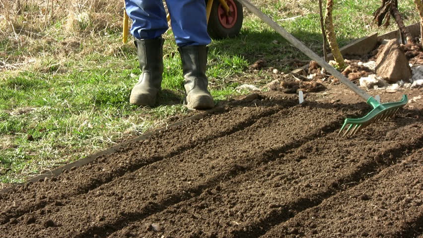 Work with a rake after sowing