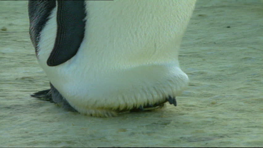 Emperor penguin waddling with chick