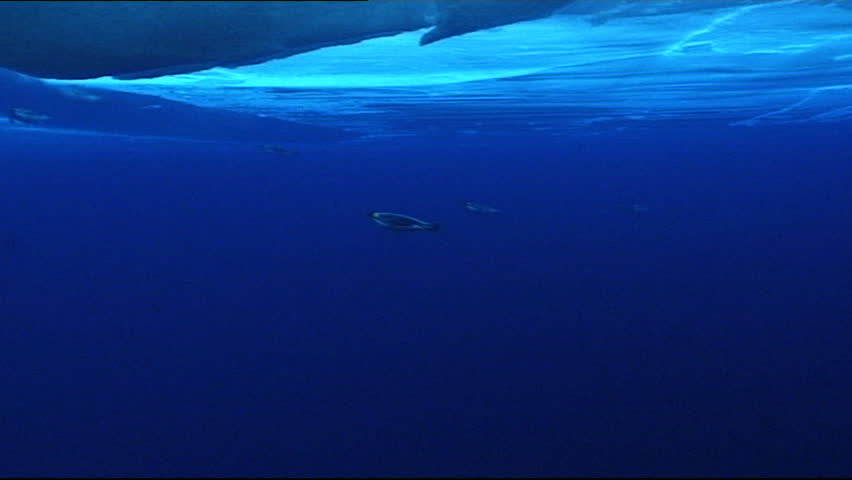 Emperor Penguins swimming underwater