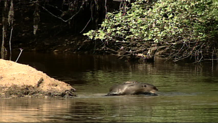 Giant otter