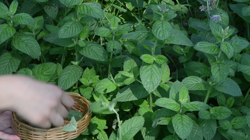 closeup woman hands gather pick mint leaves into wicker wooden dish. alternative medicine herbs.