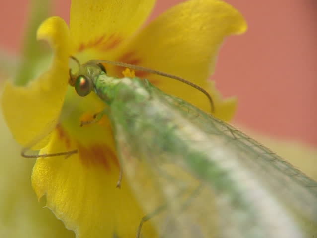 Lacewing and yellow flower close-up.