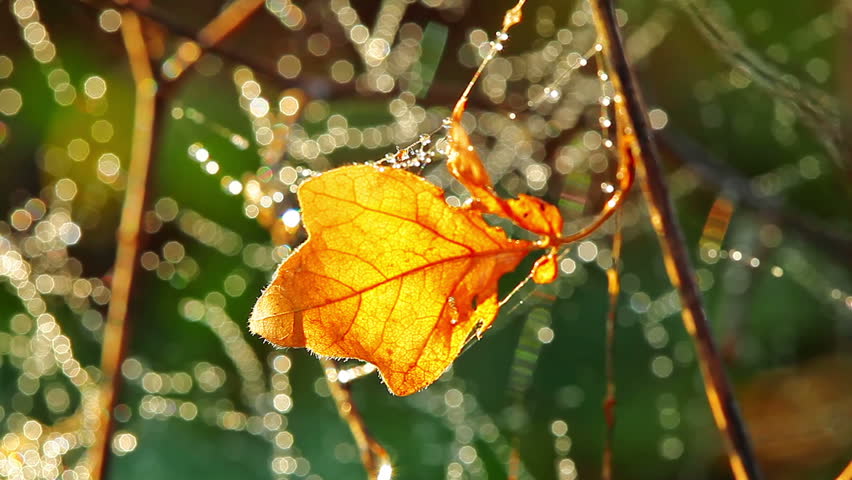 autumn leaf