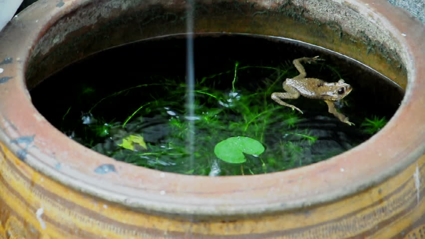 Yellow frog swims around fish pond in raining day. (HD footage with sound)