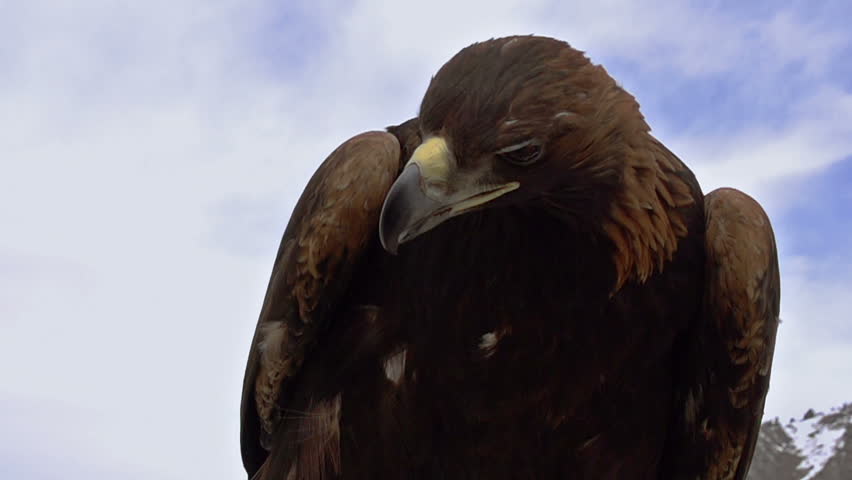 Saker Falcon. Slow Motion at a rate of 480 fps. Predatory bird with folded wings on the background of the cloudy sky 