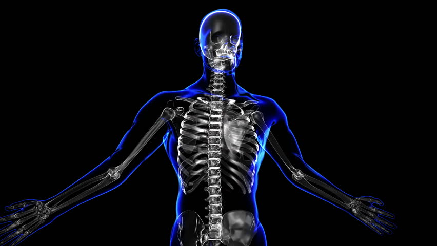 Transition body - skeleton - body. Loop