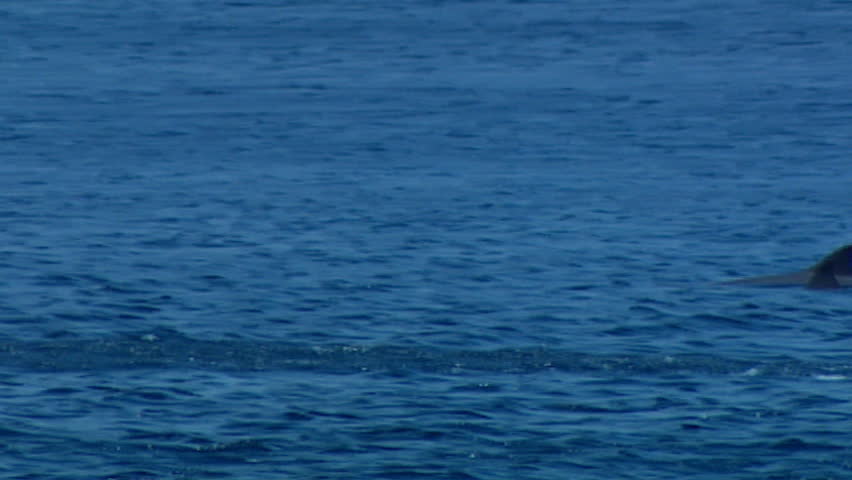 Spinner dolphins