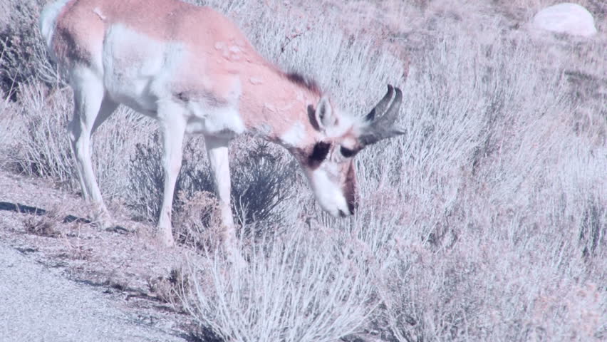 Pronghorn Antelope walking in the sagebrush
