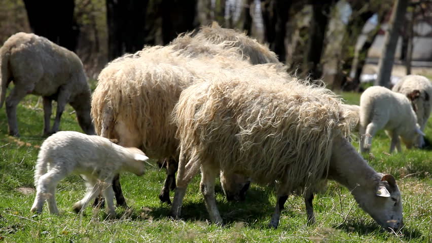 Herd Of Sheep and Lamb Grazing In A Field, A small Group eating grass, Spring