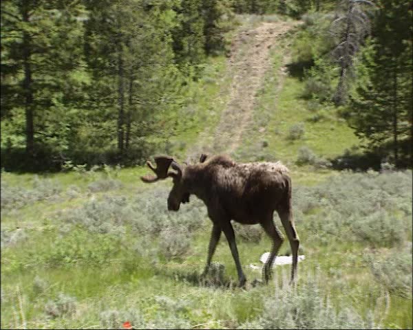 Moose eating twigs and crossing dirt road, Moose is an Indian word meaning "eater of twigs". In Europe,the moose is known as elk.
