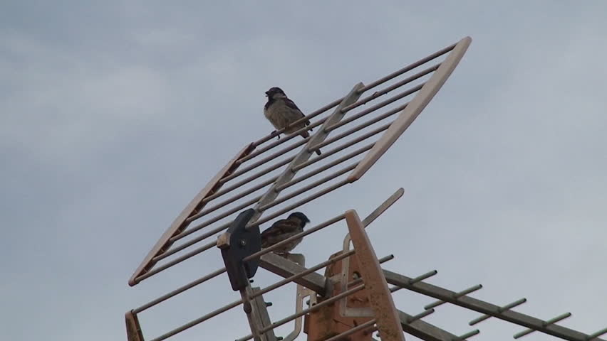 Sparrows on television antennas