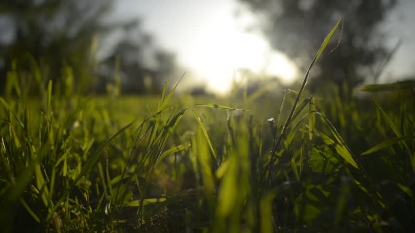 Green Grass Sunlight 12