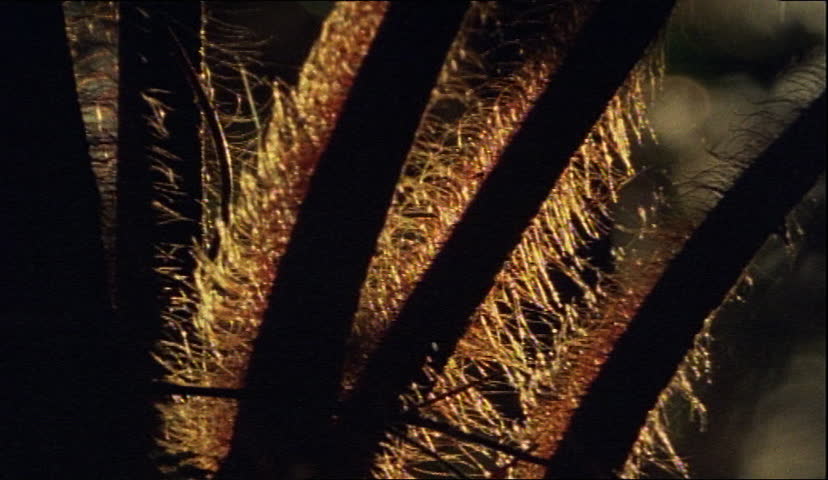 Closeup of darkened fern trees