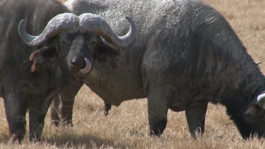 African Buffalo (Syncerus caffer) grazing on the plain, sticking out his tongue for cleaning his nose.