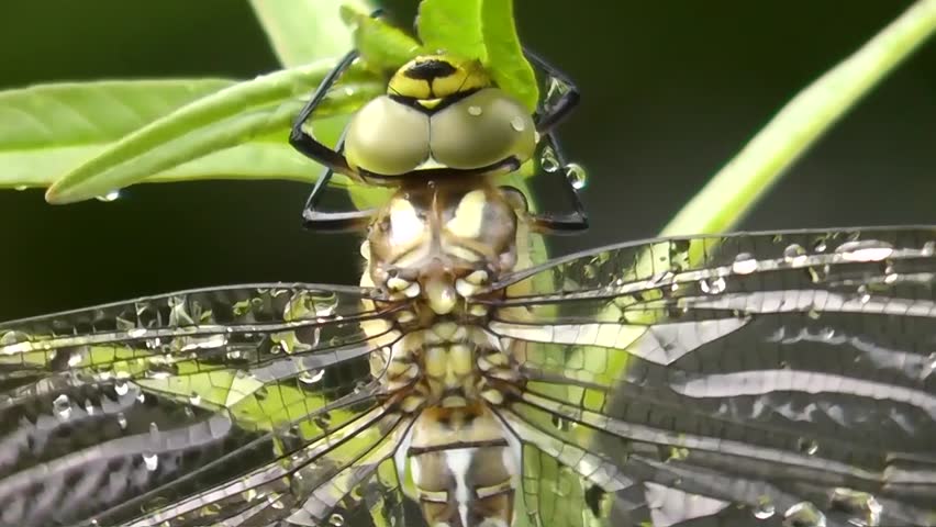 Aeshna (Aeshna cyanea)