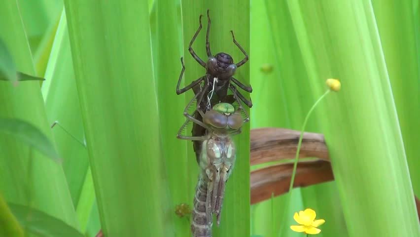 Aeshna (Aeshna cyanea)