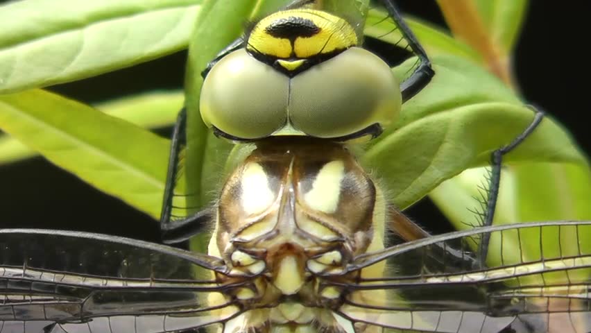 Aeshna (Aeshna cyanea)