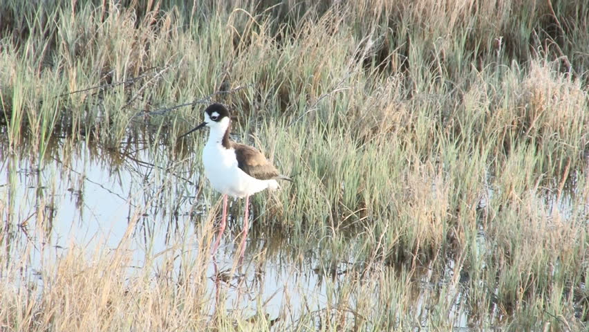 Black-Necked Stilt foraging in the shallows