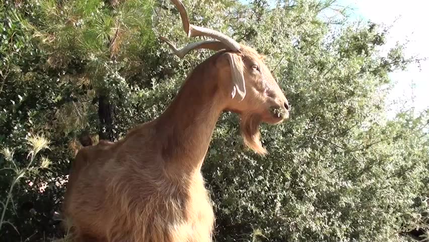 A goat grazing bushes