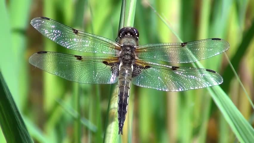 Four spot dragonfly