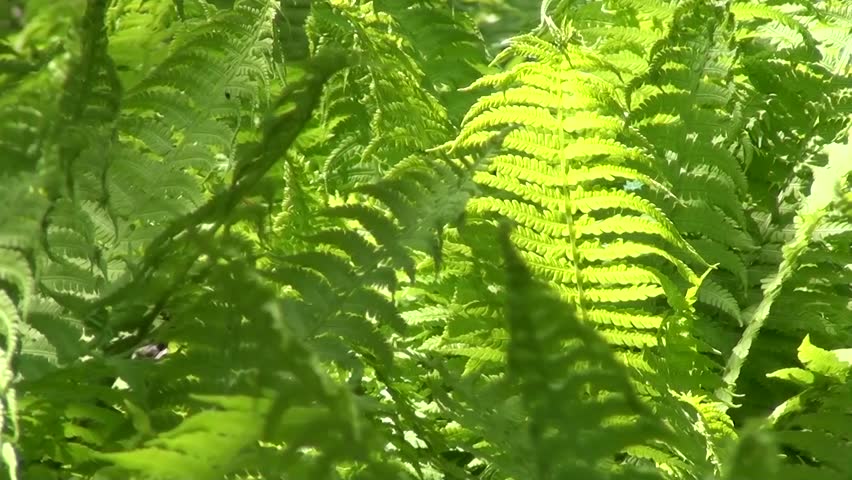 Fern (Dryopteris)