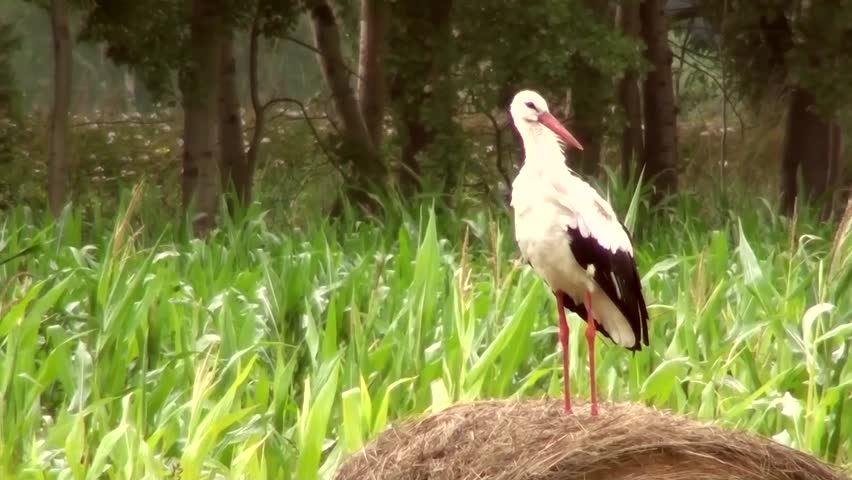 White Stork (Ciconia ciconia)