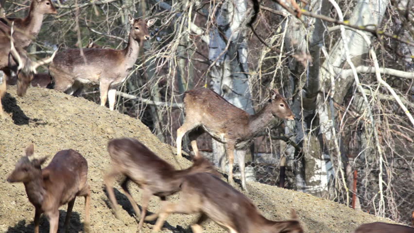 Deer in freedom