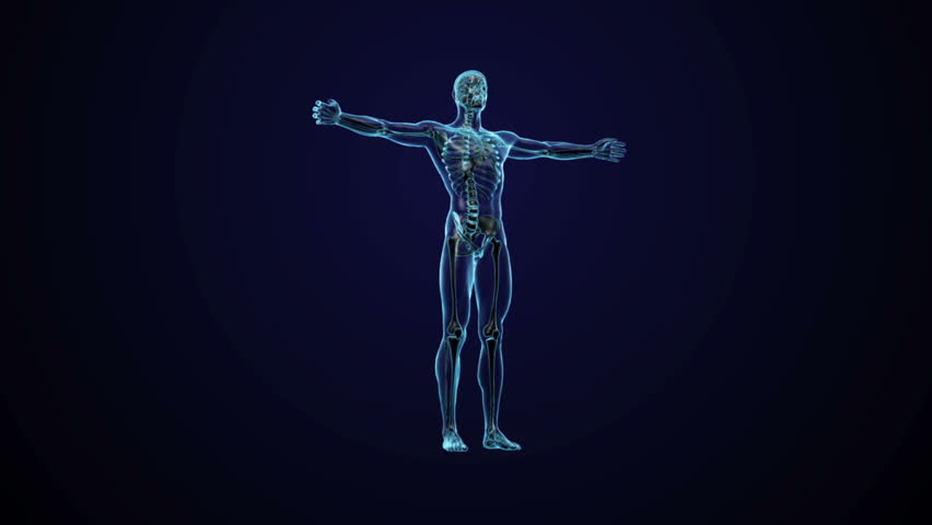 Human Body Animation Dolnalpha