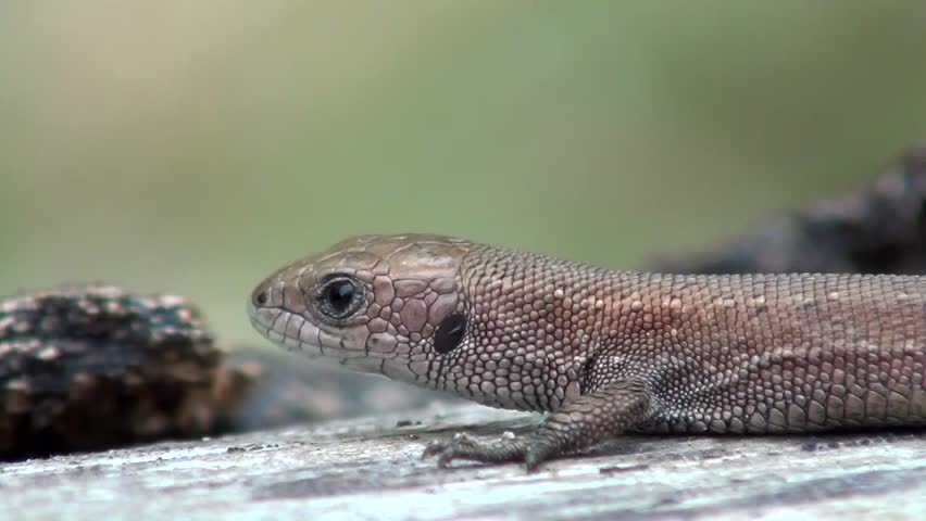 Sand lizard (Lacerta agilis)