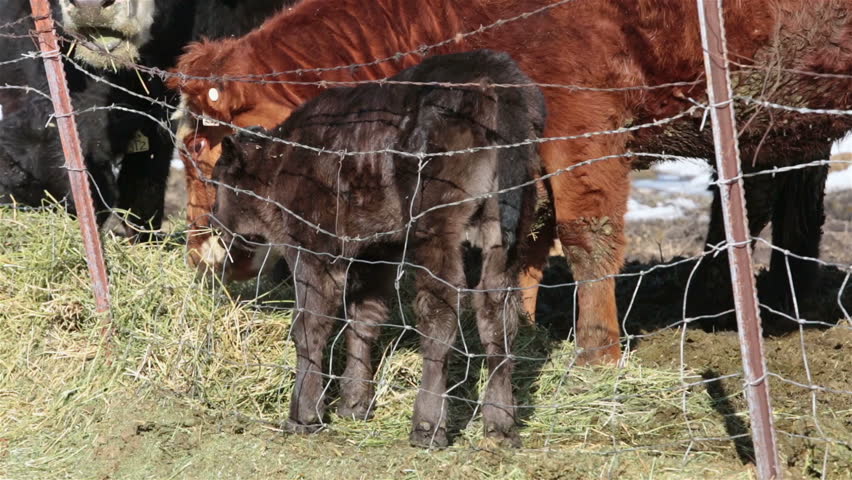 Newborn calf bull standing my cow eating hay farm. Farm ranch with newborn calf and cows eating hay during winter. Black Angus mixed breed cattle. Gentleman ranching operation for self sufficiency.