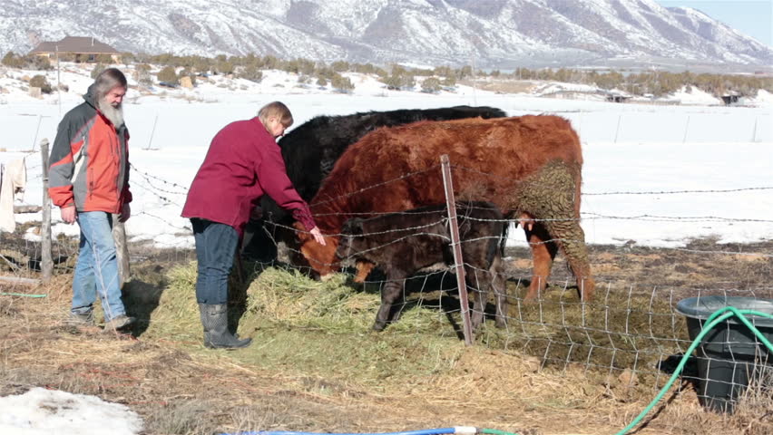Farmer and wife pets newborn calf cow on farm ranch. Farm ranch with newborn calf and cows eating hay during winter. Black Angus mixed breed cattle. Gentleman ranching operation for self sufficiency.