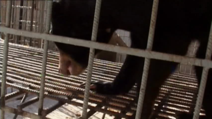 Sun Bear 17 illegally kept in cage