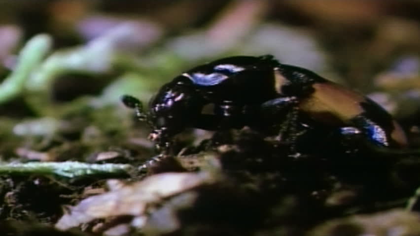 Burying beetle
