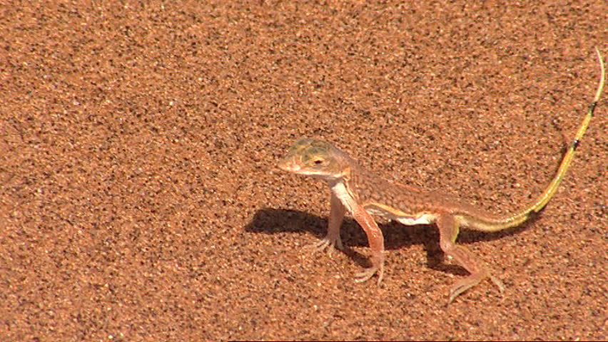 Sand lizard