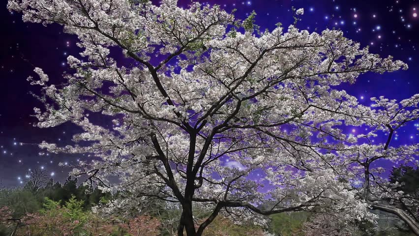 Beacutiful sakura in the night