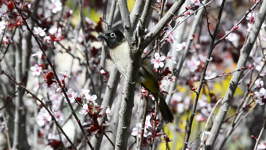 Bulbul hunts bees while sitting on a plum brunch