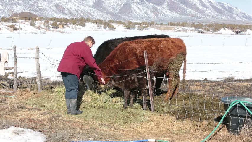 Woman farmer pets newborn calf cow zoom in. Farm ranch with newborn calf and cows eating hay during winter. Black Angus mixed breed cattle. Gentleman ranching operation for self sufficiency.