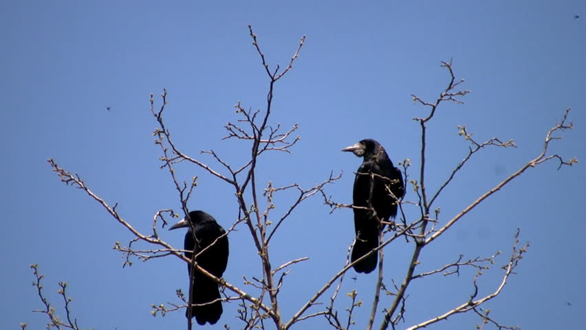 Spring. Blue cloudless sky. Two black ravens sitting quietly. Another nervous crow flies fast and quickly flies away. After that flies is another. Last raven remains in splendid isolation